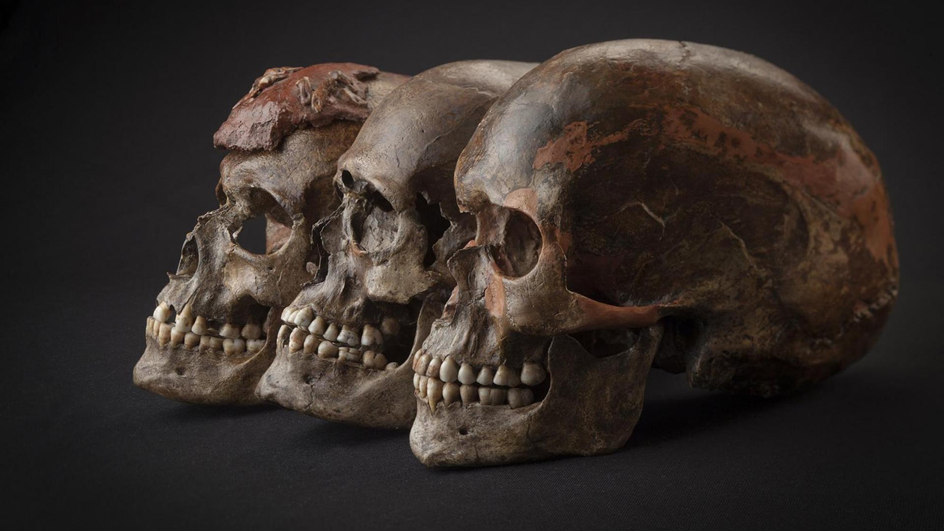 Untersuchungen an Skeletten sollen klären: Wer sind die Vorfahren der Europäer? Untersuchungen an Skeletten sollen klären: Wer sind die Vorfahren der Europäer?