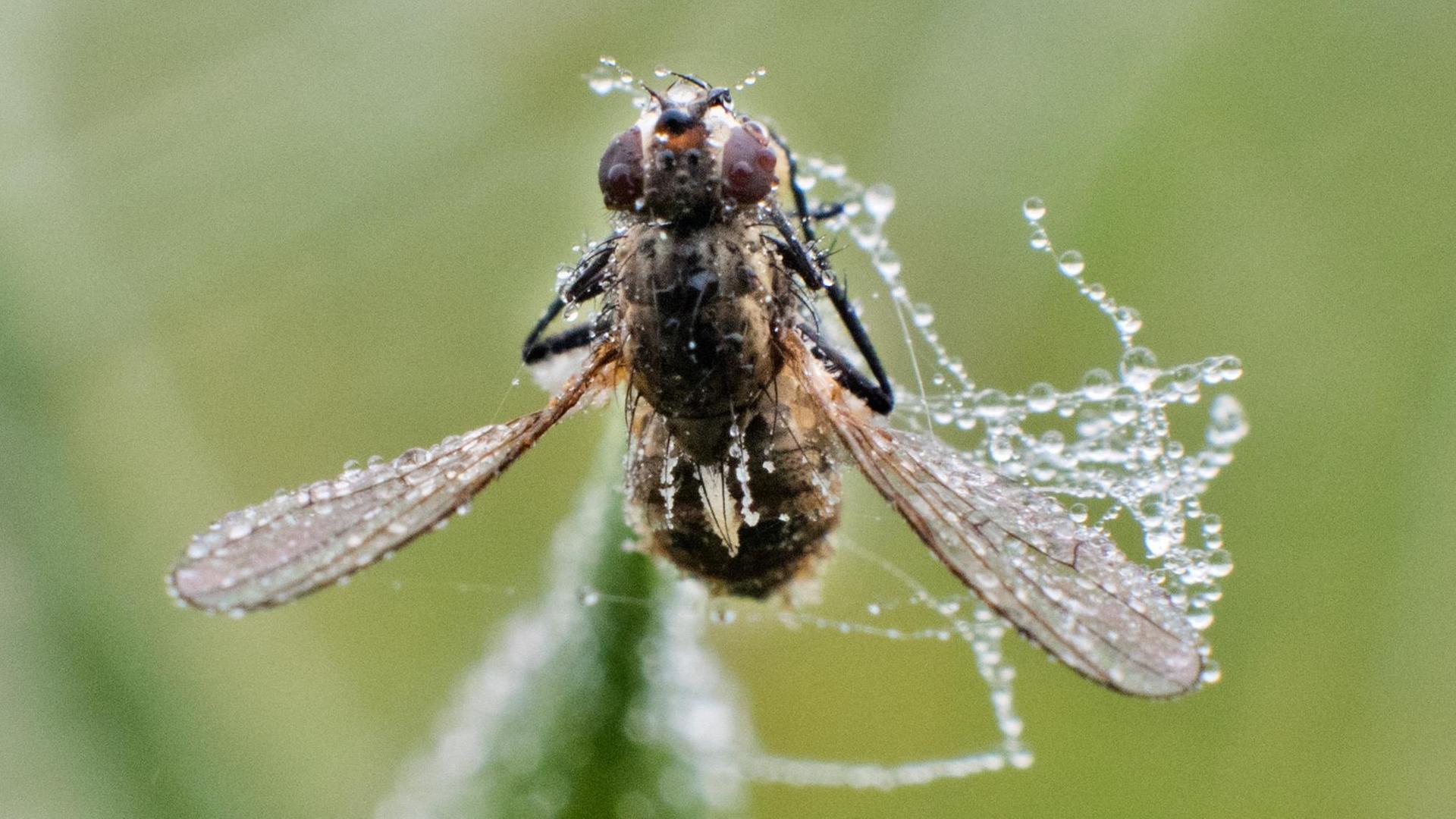 Eine vom Morgentau überzogene Fliege sitzt am auf einer Rapspflanze auf einem Feld. Eine vom Morgentau überzogene Fliege sitzt am auf einer Rapspflanze auf einem Feld.