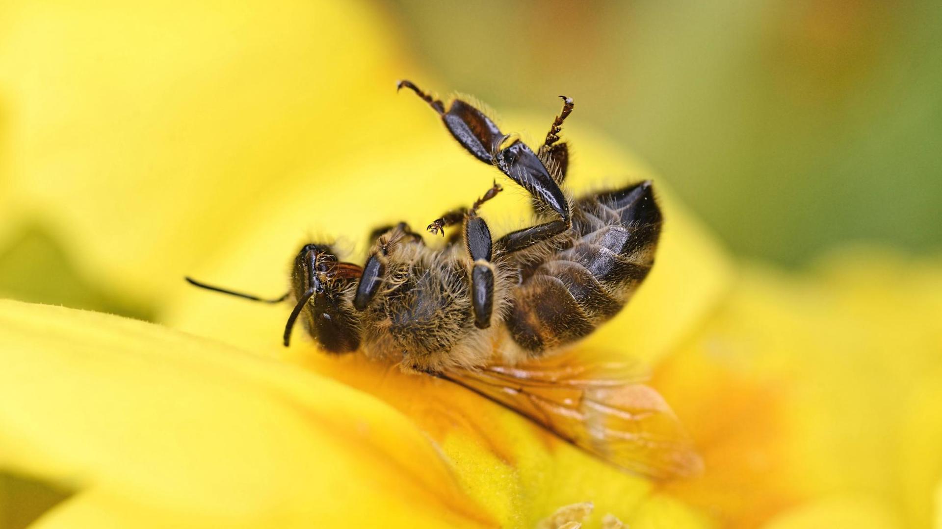 Eine tote Biene liegt auf einer Blüte Eine tote Biene liegt auf einer Blüte