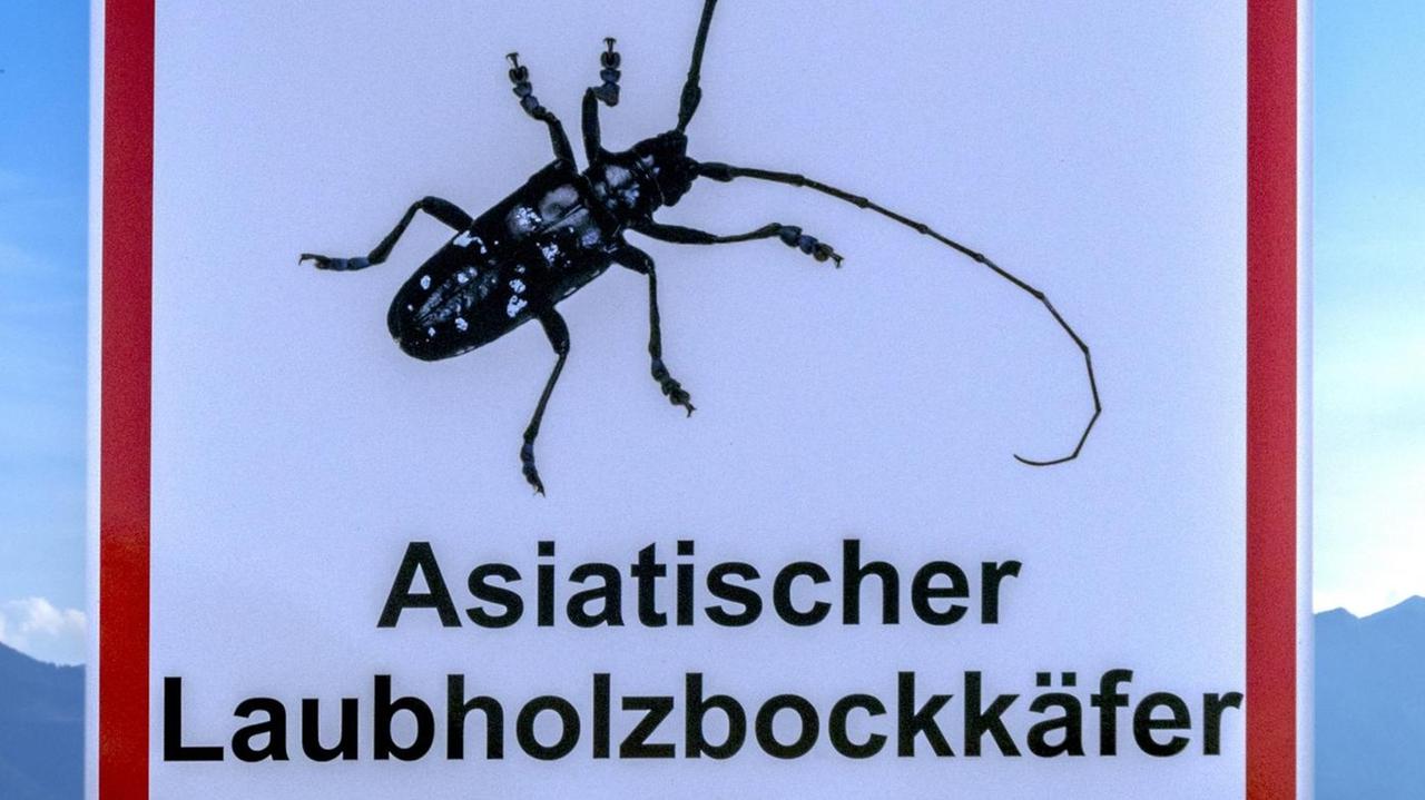 Ein Hinweisschild auf den Asiatischen Laubholzbockkäfer in Bayern Ein Hinweisschild auf den Asiatischen Laubholzbockkäfer in Bayern
