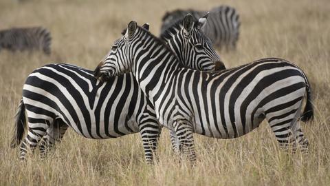 Zebras im Naturschutzgebiet Masai Mara in Kenia