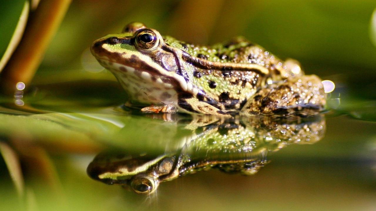Ein grüner Teichfrosch sitzt in Petershagen unter dem ausladenden Blatt einer Seerose. Ein grüner Teichfrosch sitzt in Petershagen unter dem ausladenden Blatt einer Seerose.