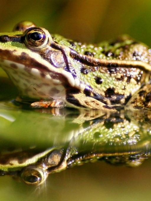 Ein grüner Teichfrosch sitzt in Petershagen unter dem ausladenden Blatt einer Seerose.