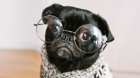 Ein schwarzer Mops trägt einen Wollpulli und eine Brille.