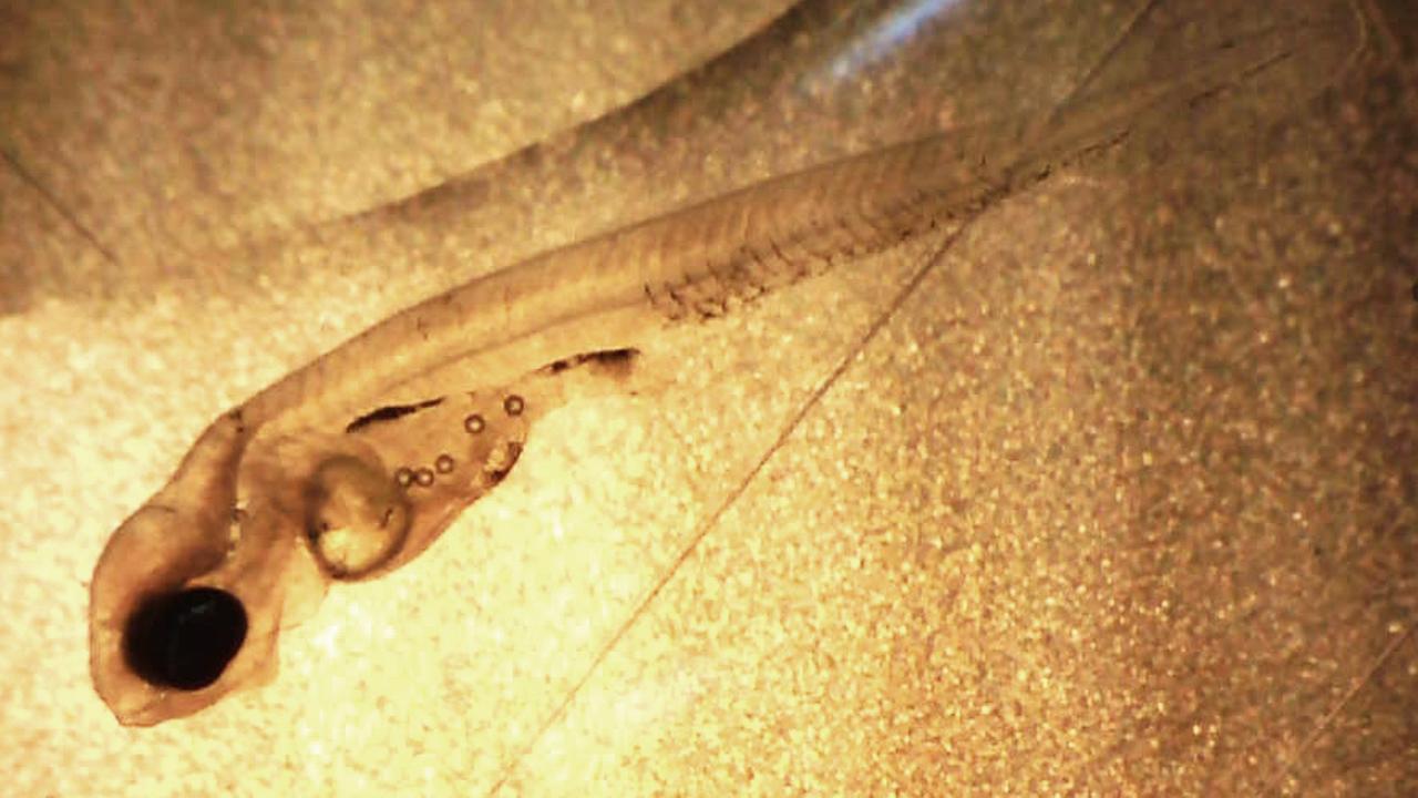 Eine durchsichtige Barschlarve mit runden Teilchen im Bauch. Eine durchsichtige Barschlarve mit runden Teilchen im Bauch.