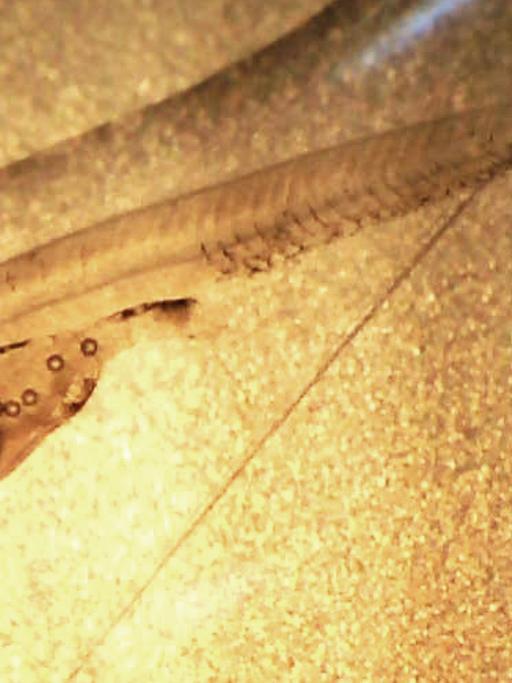Im Bauch dieser durchsichtigen Larve eines Barsches sind Mikroplastikteilchen zu erkennen.