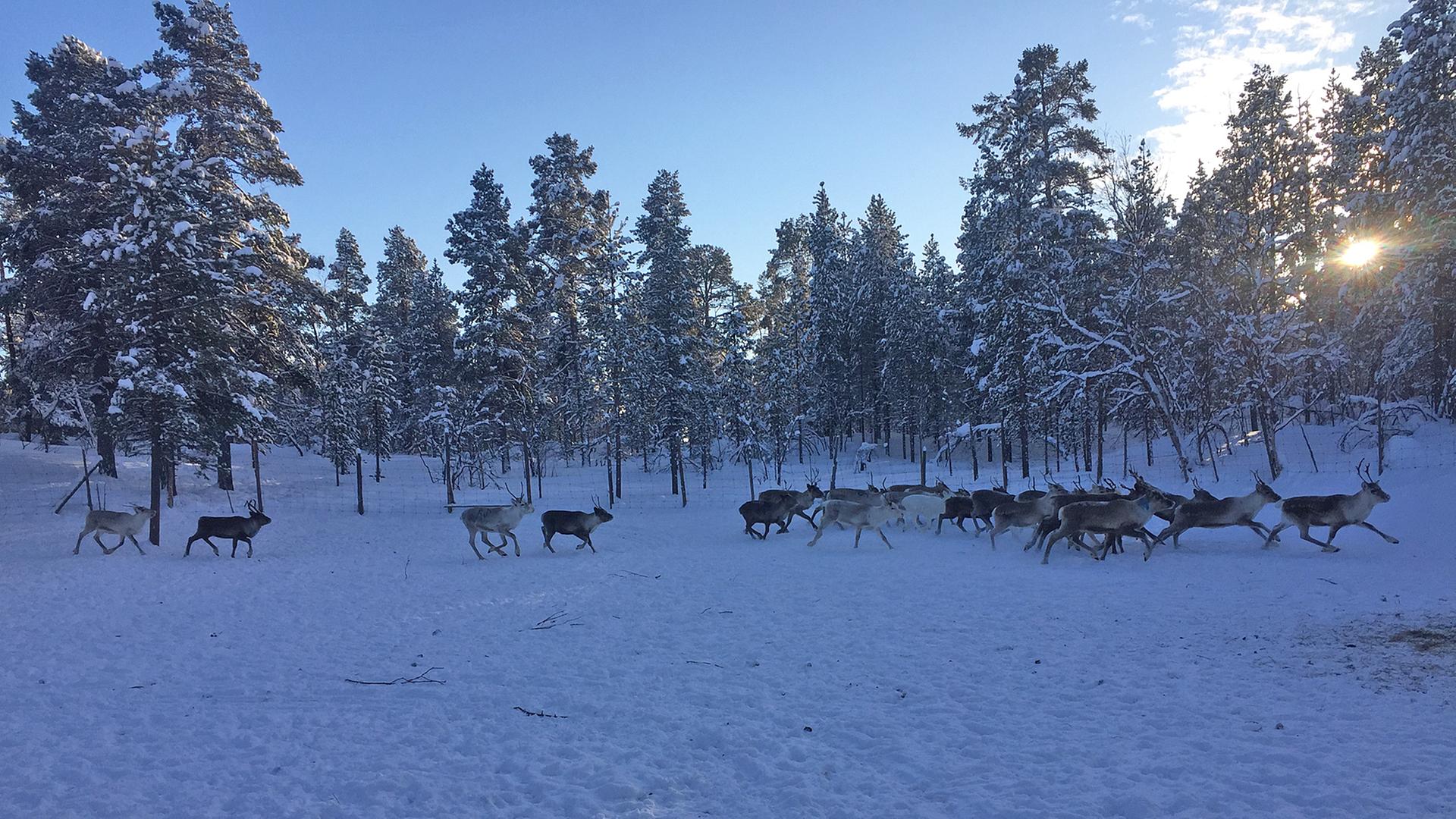 Rentierzucht in Finnland Rentierzucht in Finnland