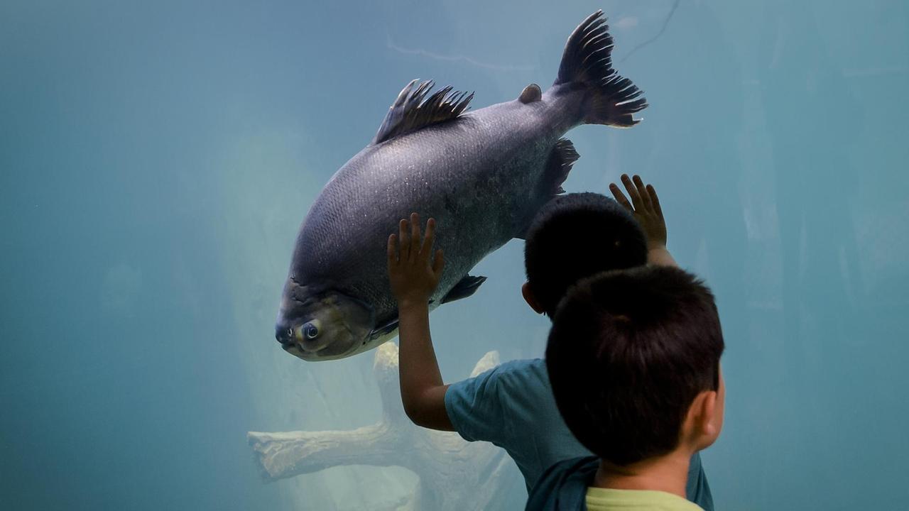 Ein Fisch und sein Besucher im Aquatis in Lausanne Ein Fisch und sein Besucher im Aquatis in Lausanne
