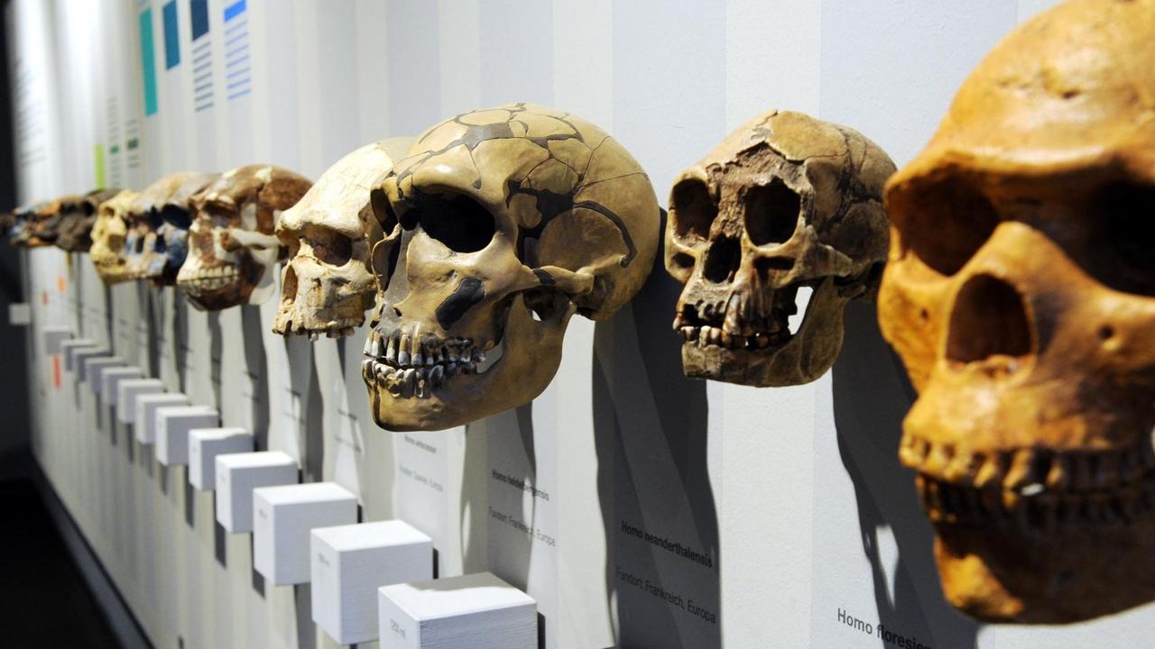 Abgüsse von fossilen, menschlichen Schädeln