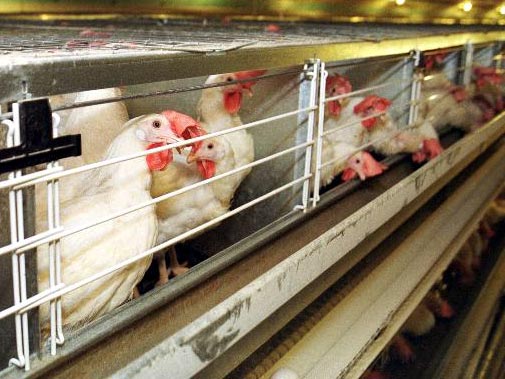 ''Thüringer Hennen legen täglich ein Ei'' | deutschlandfunkkultur.de