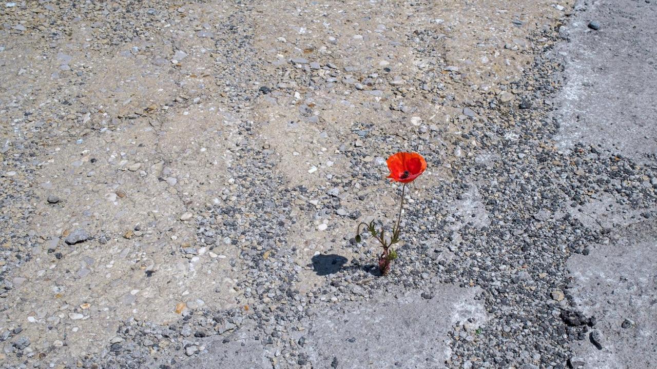 Eine rote Mohnblume wächst aus Beton- und Asphaltboden. Eine rote Mohnblume wächst aus Beton- und Asphaltboden.