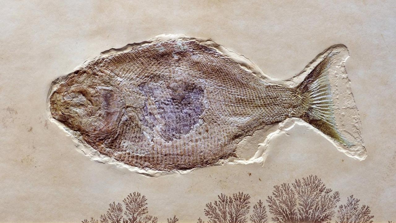 Versteinerung eines Kugelzahnfisches (Mesturus verrucosus) im Museum für Naturkunde in Berlin
