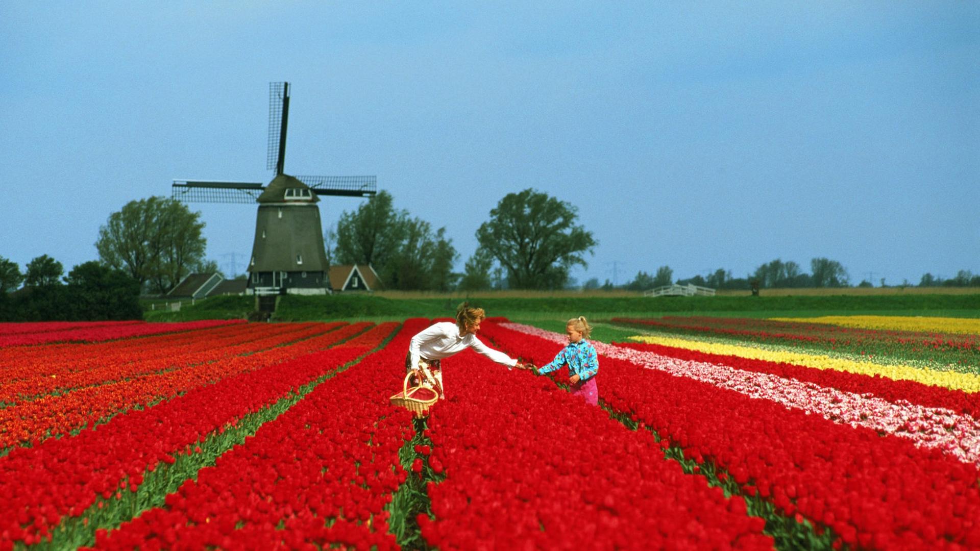 Tulpenblüte in Holland Tulpenblüte in Holland