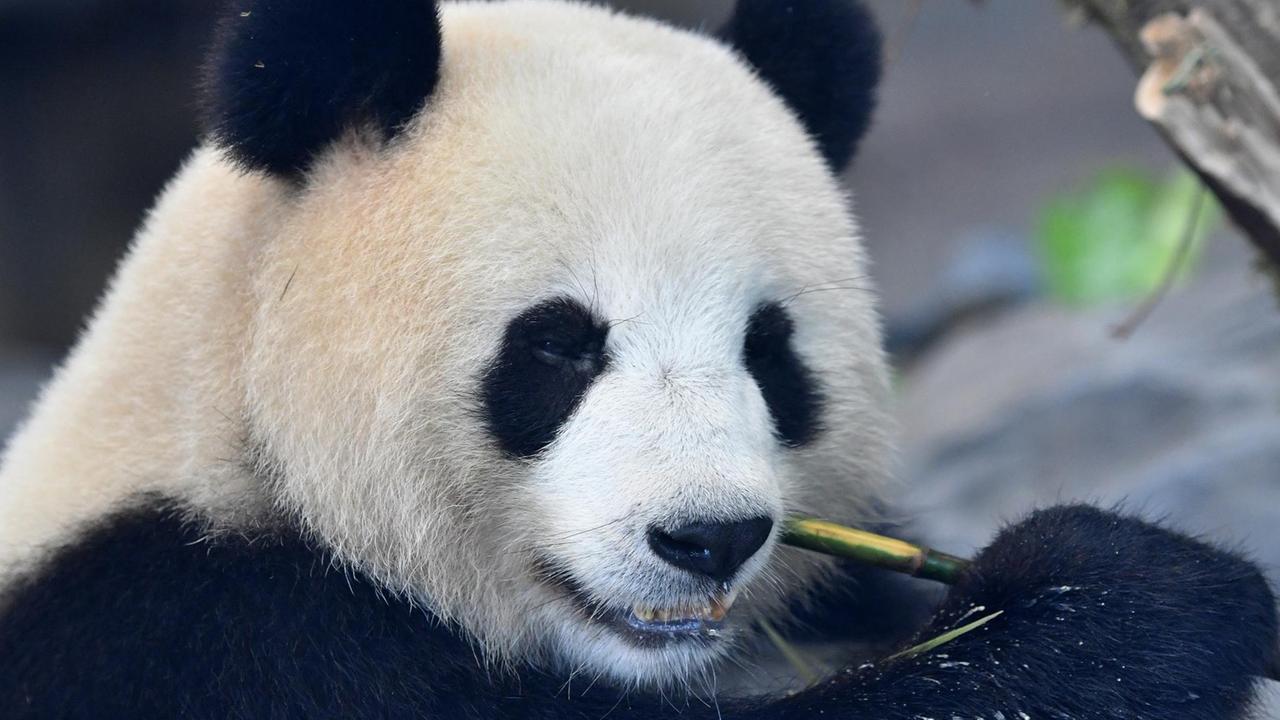 Pandabär Meng Meng am 01.10.2017 im Berliner Zoo Pandabär Meng Meng am 01.10.2017 im Berliner Zoo