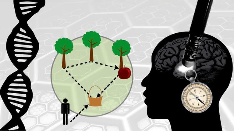 Illustration zum Navigationsexperiment mit genetischem Alzheimer-Risiko: Der Proband startet beim Korb und muss dann nacheinander verschiedene Orte, die durch Bäume markiert werden, ablaufen. Ist er am letzten Baum, der durch einen Apfel gekennzeichnet ist, angelangt, muss er den Weg zurück zum Korb finden, ohne dass dieser weiterhin sichtbar ist. Illustration zum Navigationsexperiment mit genetischem Alzheimer-Risiko: Der Proband startet beim Korb und muss dann nacheinander verschiedene Orte, die durch Bäume markiert werden, ablaufen. Ist er am letzten Baum, der durch einen Apfel gekennzeichnet ist, angelangt, muss er den Weg zurück zum Korb finden, ohne dass dieser weiterhin sichtbar ist.