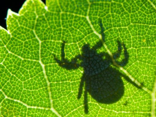 Im Gegenlicht ist der Schatten einer Zecke (Ixodida) auf einem Blatt zu sehen. Hier wartet der blutsaugende Ektoparasit auf seine Beute. Viele Zeckenarten sind bedeutende Krankheitsüberträger.