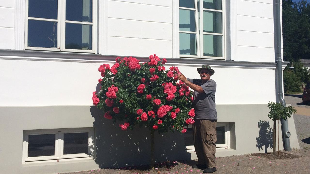 Rosendoktor Gerhardt Prill vor einem der 668 Rosenstöcke von Putbus, für die er verantwortlich ist. Rosen waren Elizabeths Lieblingsblumen. Rosendoktor Gerhardt Prill vor einem der 668 Rosenstöcke von Putbus, für die er verantwortlich ist. Rosen waren Elizabeths Lieblingsblumen.