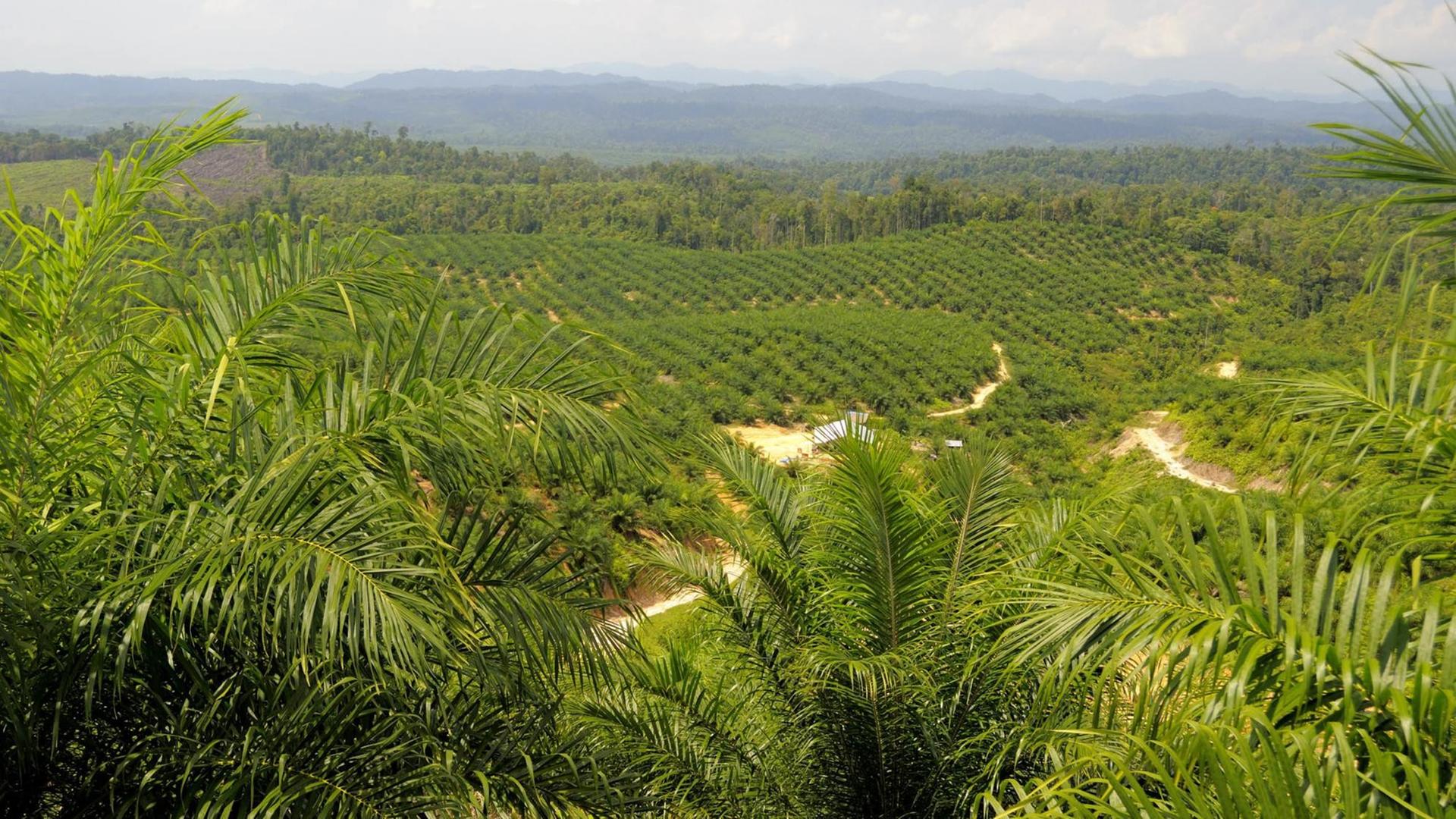 Blick über eine Palmölplantage auf Sumatra in Indonesien (undatiertes Handout).