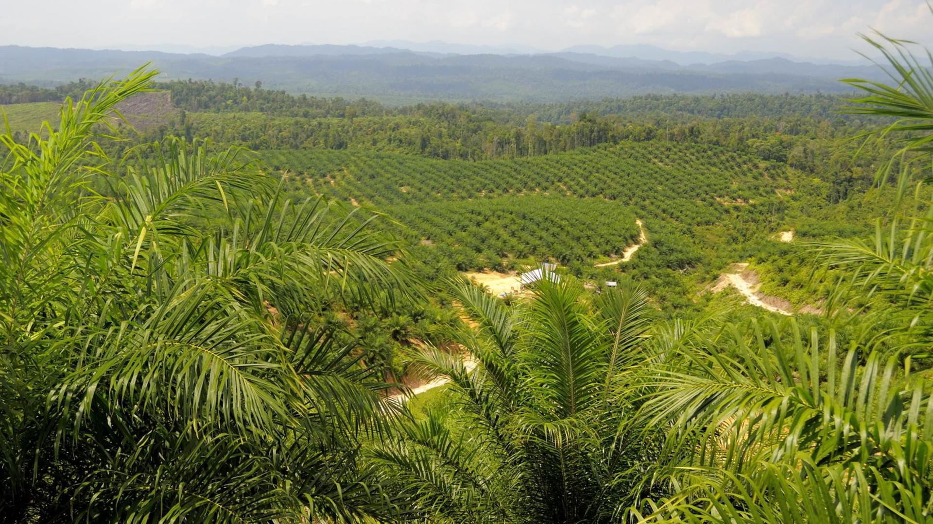 Blick über eine Palmölplantage auf Sumatra in Indonesien (undatiertes Handout). Blick über eine Palmölplantage auf Sumatra in Indonesien (undatiertes Handout).