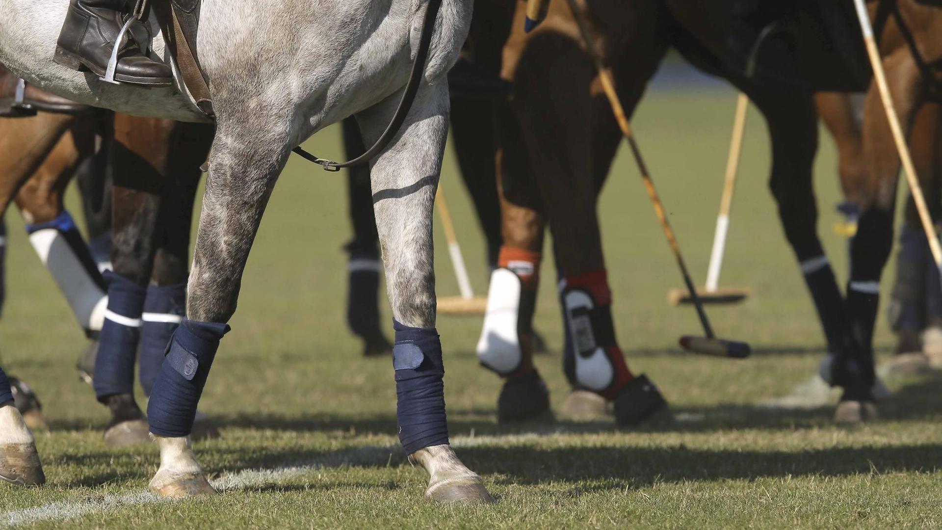 Zahlreiche Pferdebeine und Polo-Schläger stehen auf dem Polo-Feld. Zahlreiche Pferdebeine und Polo-Schläger stehen auf dem Polo-Feld.