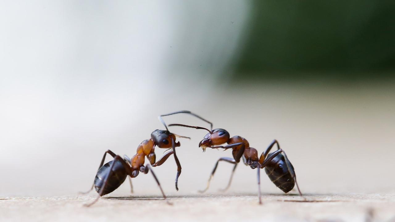 Zwei Exemplare der Kahlrückigen Waldameise (Formica polyctena) Zwei Exemplare der Kahlrückigen Waldameise (Formica polyctena)