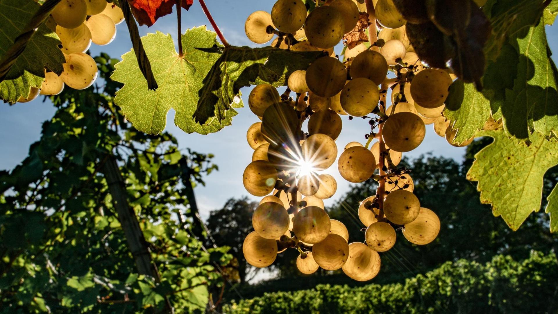 Sonnenstrahlen scheinen durch reife Rieslingtrauben. Sonnenstrahlen scheinen durch reife Rieslingtrauben.