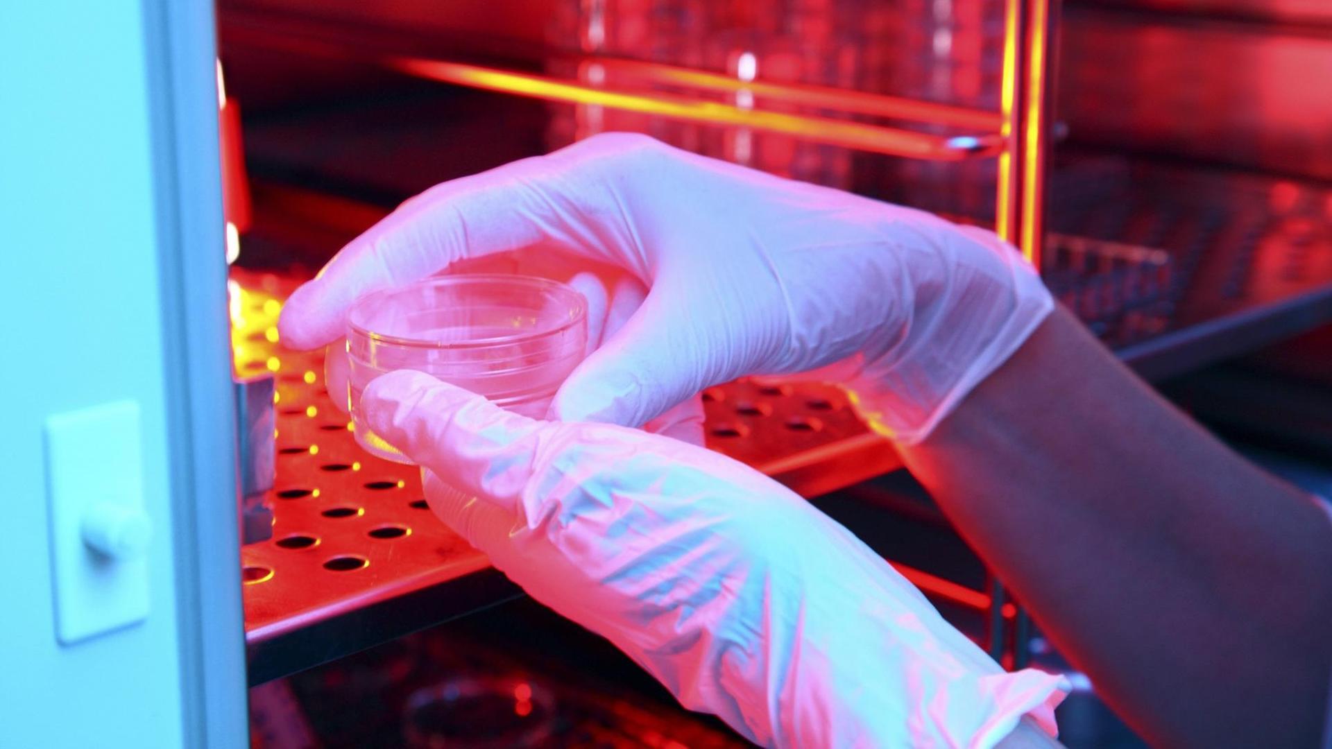 Zu sehen sind die Hände eines Wissenschaftlers, gehüllt in weiße Gummihandschuhe. Er oder sie legt in einem Fortpflanzungslabor eine dünne Glasschale mit weiblichen Eizellen in einen Wärmeschrank. Zu sehen sind die Hände eines Wissenschaftlers, gehüllt in weiße Gummihandschuhe. Er oder sie legt in einem Fortpflanzungslabor eine dünne Glasschale mit weiblichen Eizellen in einen Wärmeschrank.