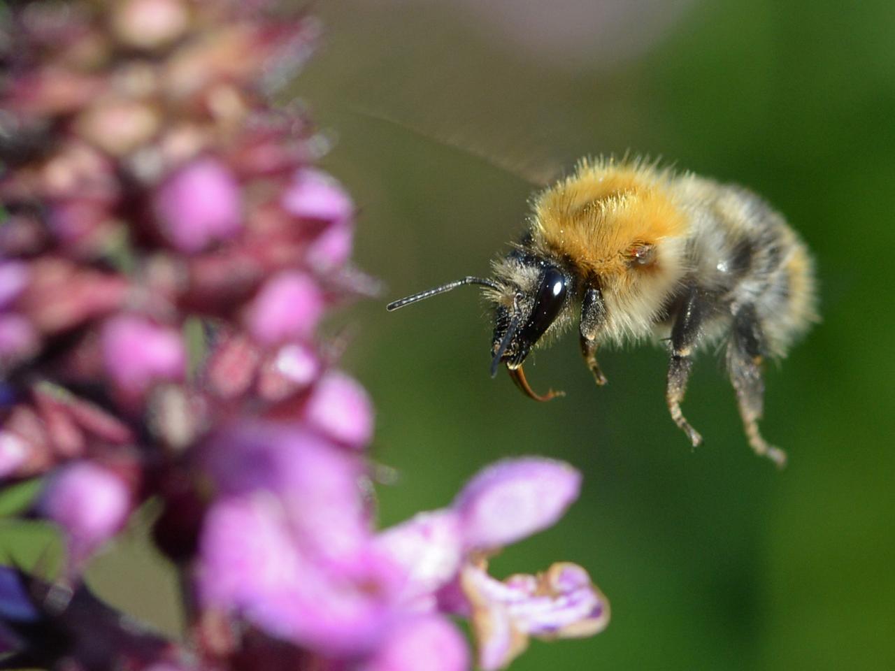 Eine Hummel fliegt auf eine Blume zu Eine Hummel fliegt auf eine Blume zu