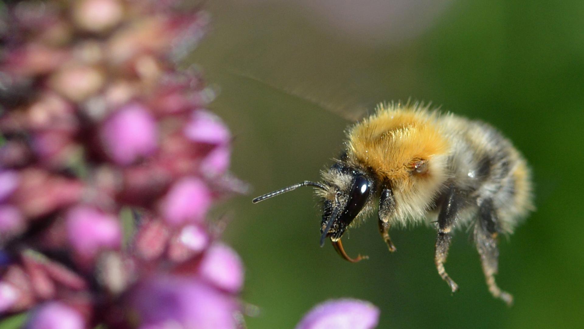 Eine Hummel fliegt auf eine Blume zu Eine Hummel fliegt auf eine Blume zu