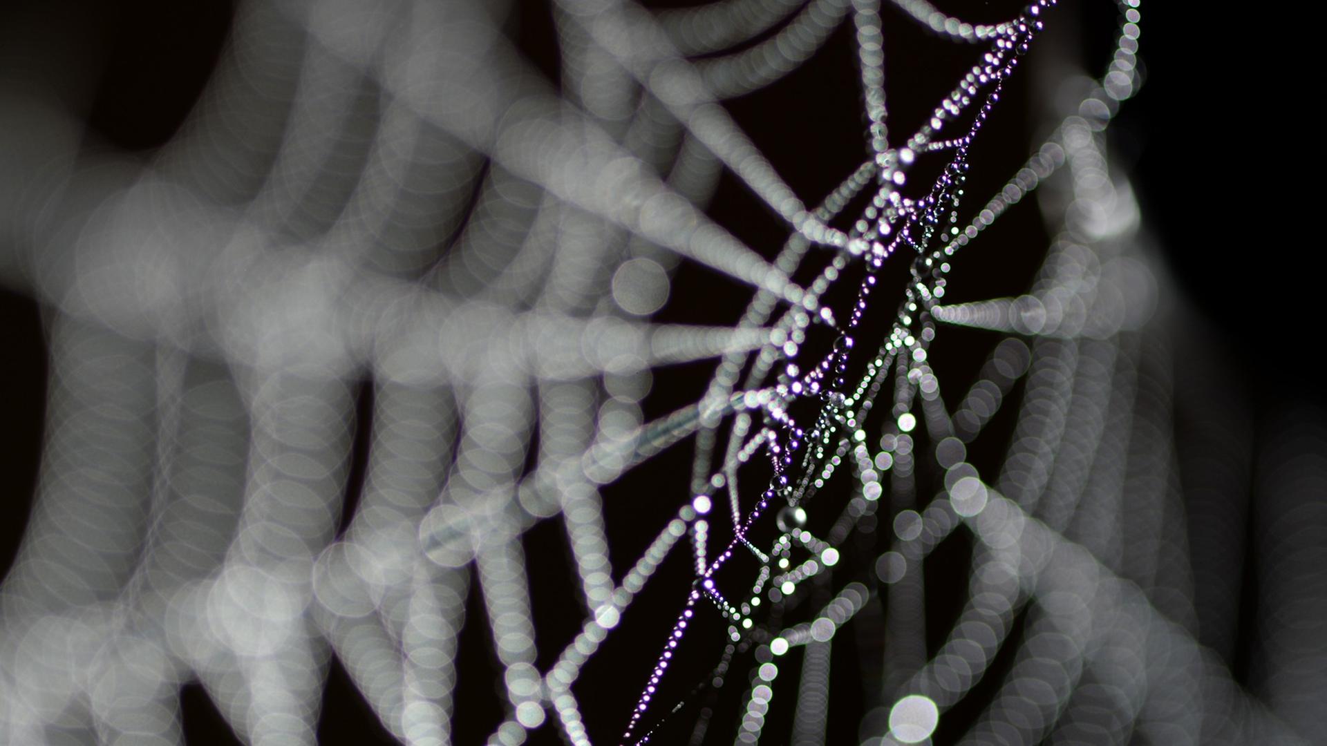 Tautropfen hängen an einem Spinnennetz Tautropfen hängen an einem Spinnennetz