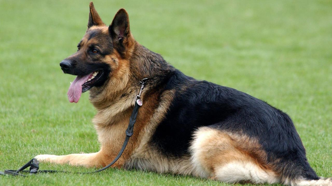 Mit Halsband und Leine versehen liegt ein Deutscher Schäferhund auf einer Wiese