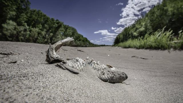 Ein vertrockneter Fisch liegt im ausgetrockneten Flussbett des Rio Grande im US-Bundesstaat New Mexico