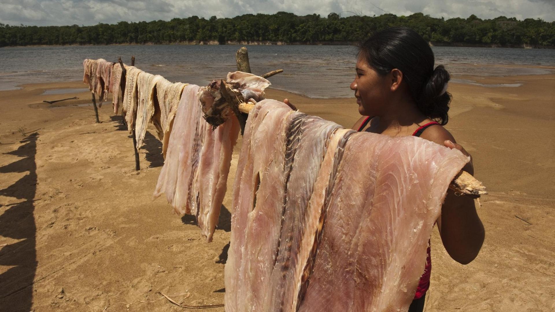 Eine indigene Frau hängt große Stücke Arapaimafleisch am Ufer des Amaonas zum Trocknen auf. Eine indigene Frau hängt große Stücke Arapaimafleisch am Ufer des Amaonas zum Trocknen auf.