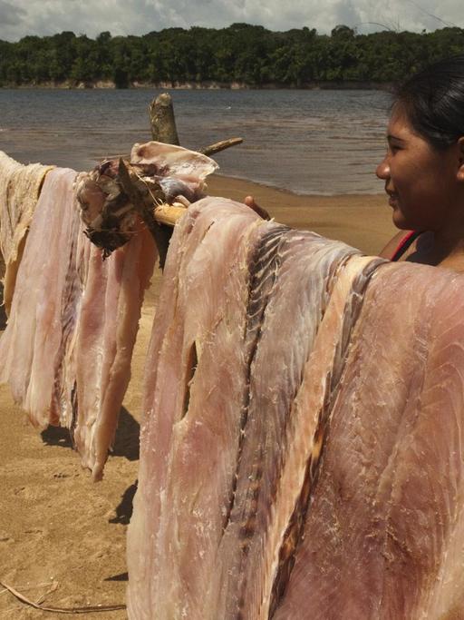 Eine indigene Frau hängt große Stücke Arapaimafleisch am Ufer des Amaonas zum Trocknen auf.