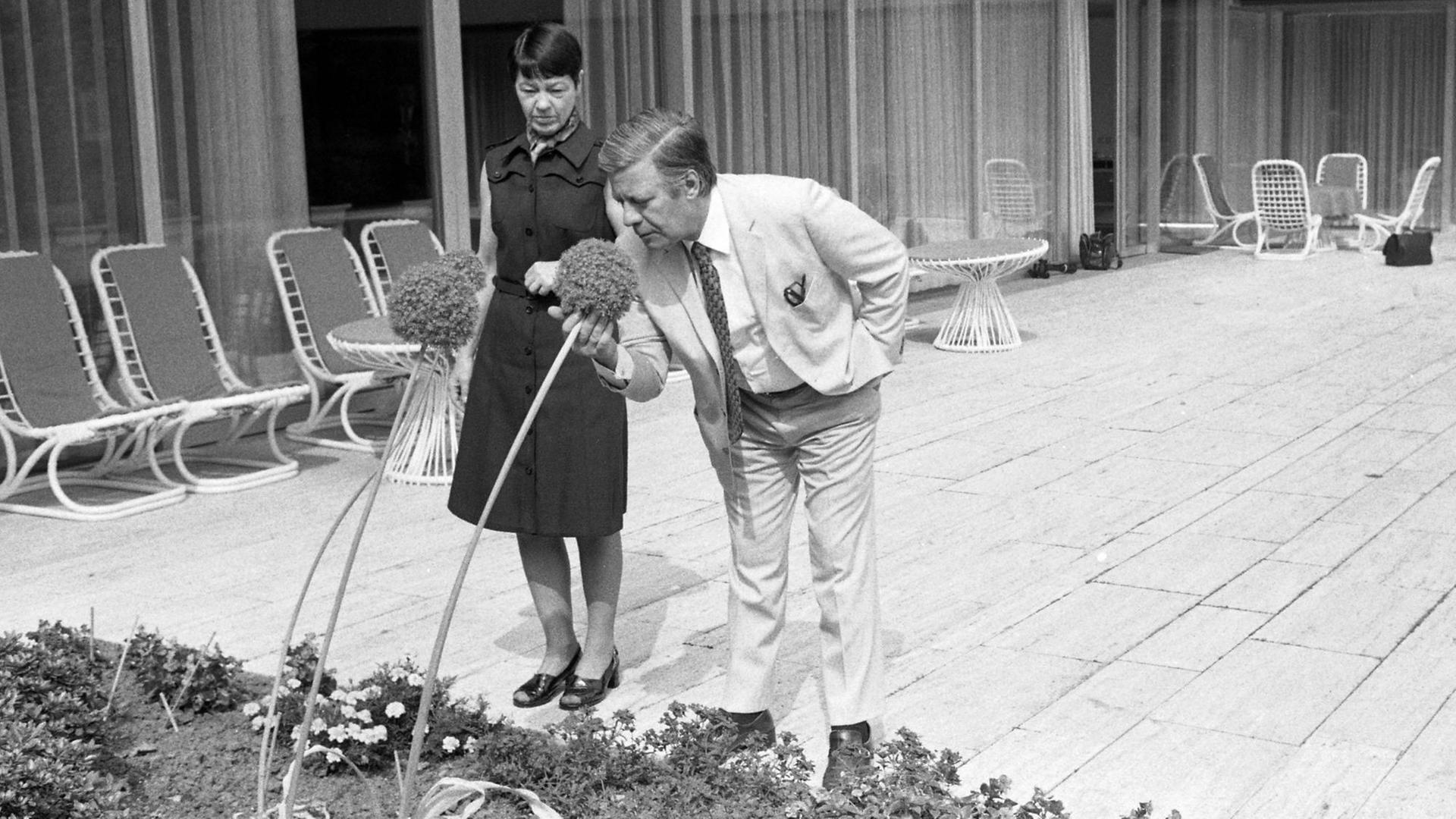 Bundeskanzler Helmut Schmidt und seine Frau Hannelore Loki im Garten des Kanzlerbungalows 1975, er riecht an einer Blume. Der Kanzlerbungalow war das Wohn- und Empfangsgebäude des Bundeskanzlers in Bonn. Bundeskanzler Helmut Schmidt und seine Frau Hannelore Loki im Garten des Kanzlerbungalows 1975, er riecht an einer Blume. Der Kanzlerbungalow war das Wohn- und Empfangsgebäude des Bundeskanzlers in Bonn.