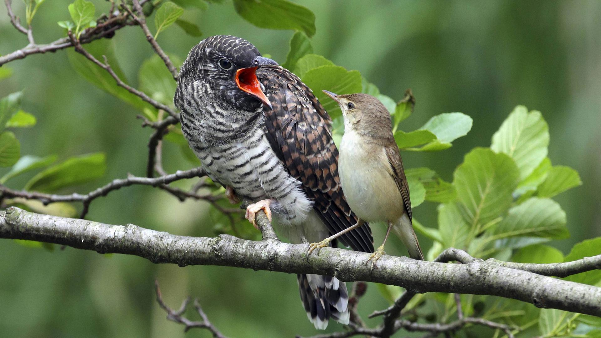 Ein junger Kuckuck will Futter vom Wirtsvogel, einem Teichrohrsänger.