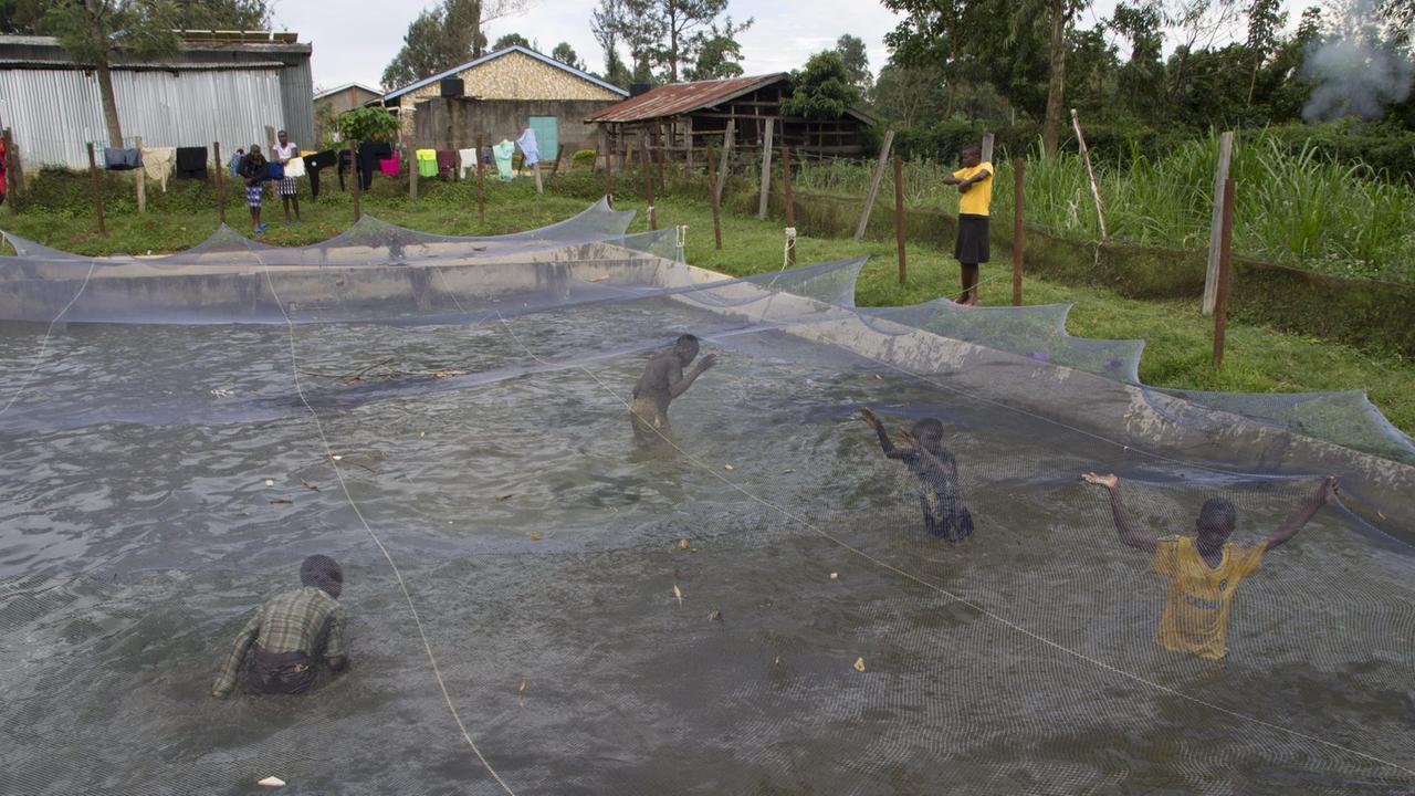 Mehrere Jungen sind in einem Fischbecken, wo sie versuchen, die Fische mit Moskitonetzen zusammenzutreiben. Mehrere Jungen sind in einem Fischbecken, wo sie versuchen, die Fische mit Moskitonetzen zusammenzutreiben.