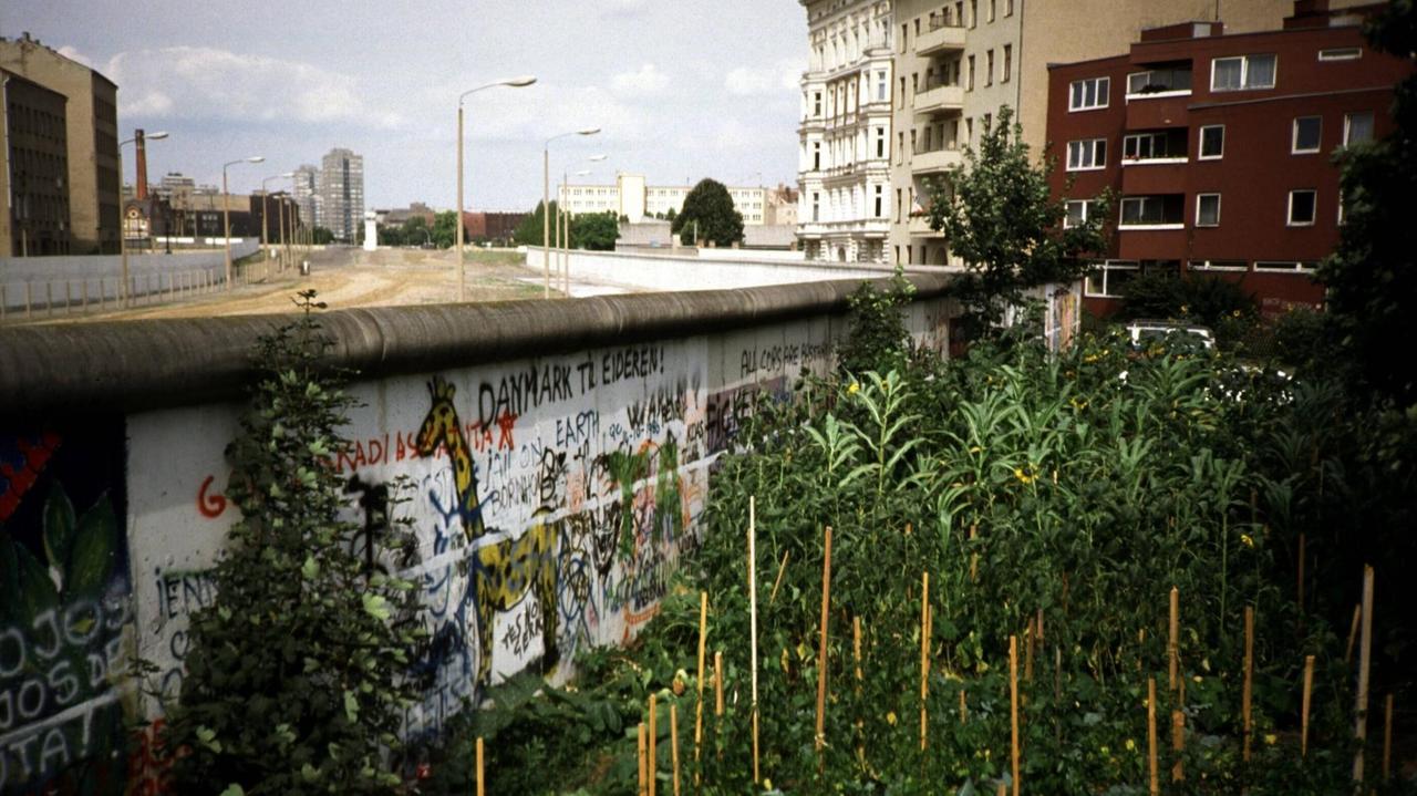 Sonnenblumen an der intakten Berliner Mauer, Nähe Mariannenplatz in Kreuzberg 1988.


