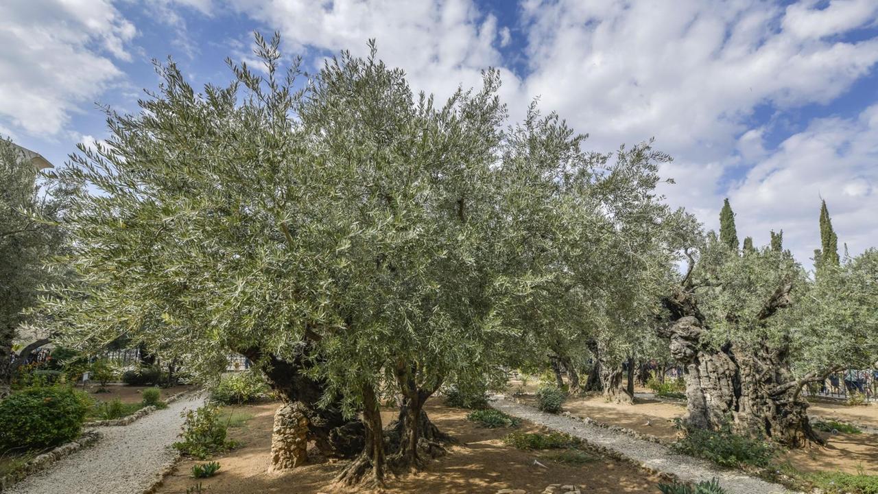 Olivenbäume, Garten Gethsemane, Ölberg, Jerusalem, Israel 
