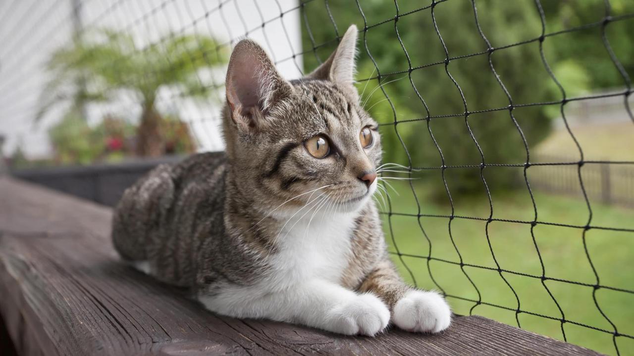 Eine Katze sitzt auf der Balkonbrüstung hinter einem Netz.