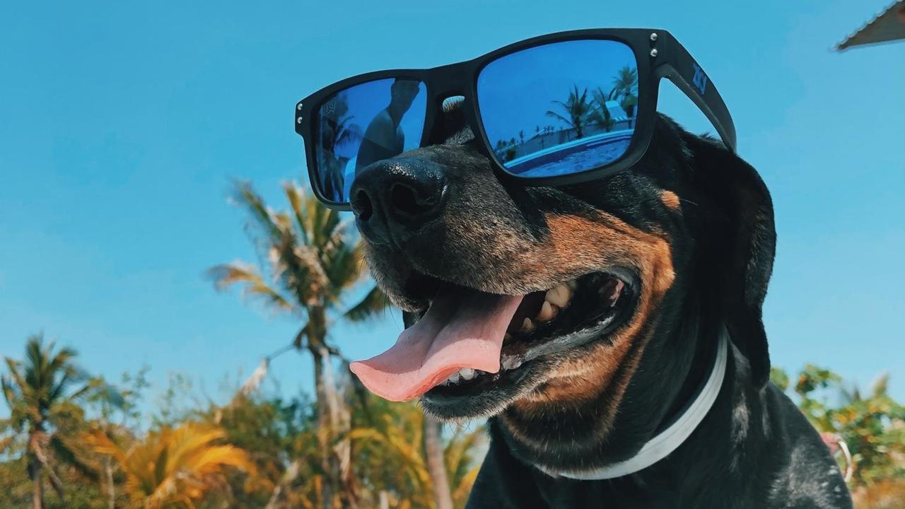 Ein hechelnder Hund mit großer Sonnenbrille auf der Schnauze Ein hechelnder Hund mit großer Sonnenbrille auf der Schnauze