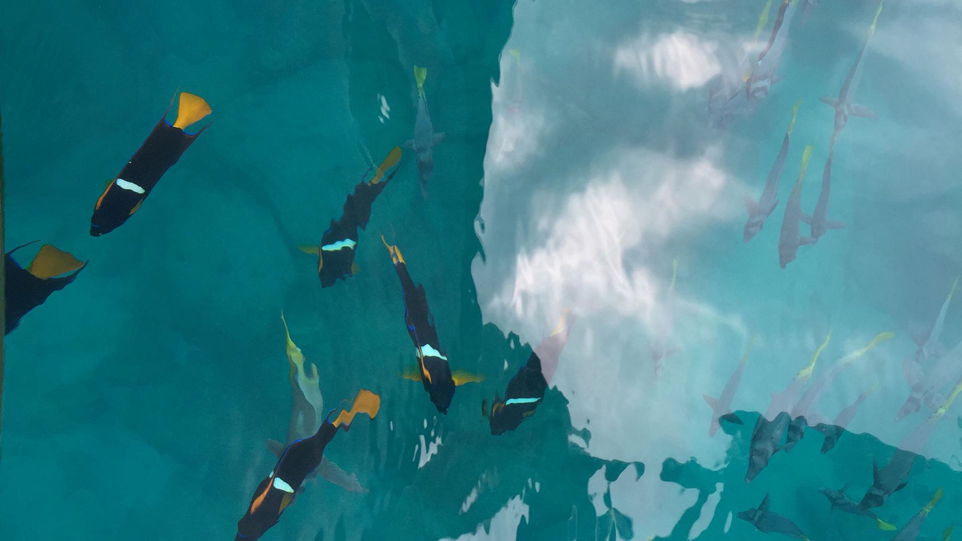 Kristallklares Wasser und eine reiche Tierwelt – das sind die Galápagos Inseln. Kristallklares Wasser und eine reiche Tierwelt – das sind die Galápagos Inseln.