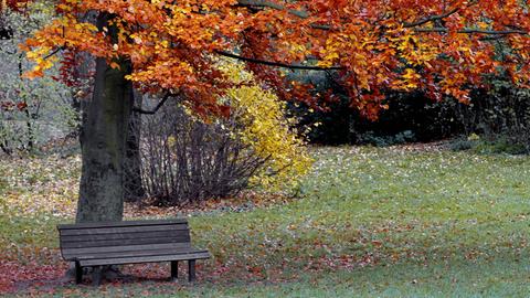 Eine Parkbank steht im Volkspark Hasenheide in Berlin unter einem Baum mit herbstlichen Laub.