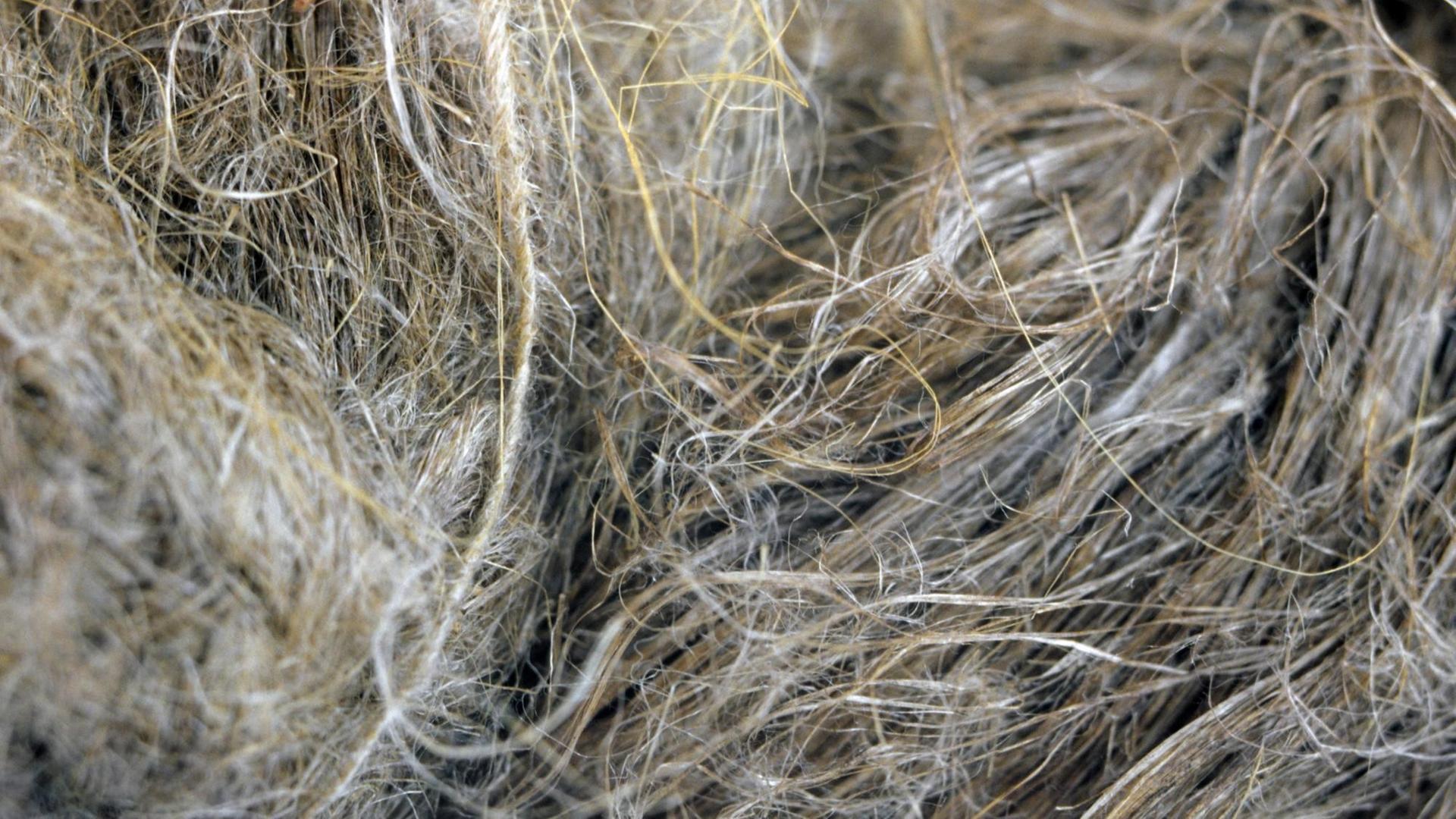 Saatlein, Saat-Lein, Gemeiner Lein, Gewoehnlicher Lein, Flachs (Linum usitatissimum), Flachfasern | common flax (Linum usitatissimum), flax fibers | Verwendung weltweit Saatlein, Saat-Lein, Gemeiner Lein, Gewoehnlicher Lein, Flachs (Linum usitatissimum), Flachfasern | common flax (Linum usitatissimum), flax fibers | Verwendung weltweit