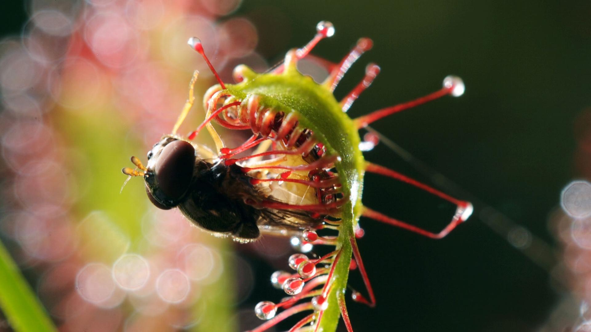 Eine Fliege hat sich in den Tentakeln eines Mittleren Sonnentaus (Drosera intermediare) verfangen. Eine Fliege hat sich in den Tentakeln eines Mittleren Sonnentaus (Drosera intermediare) verfangen.