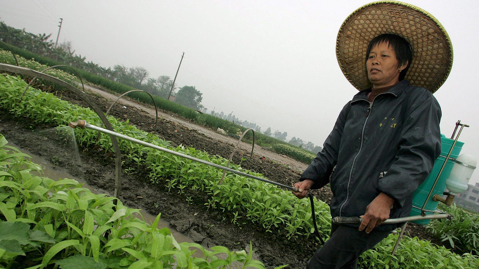 Eine chinesische Bäuerin sprüht Pestizide auf Gemüsepflanzen; Aufnahme aus der Provinz Guangdong vom März 2006 Eine chinesische Bäuerin sprüht Pestizide auf Gemüsepflanzen; Aufnahme aus der Provinz Guangdong vom März 2006