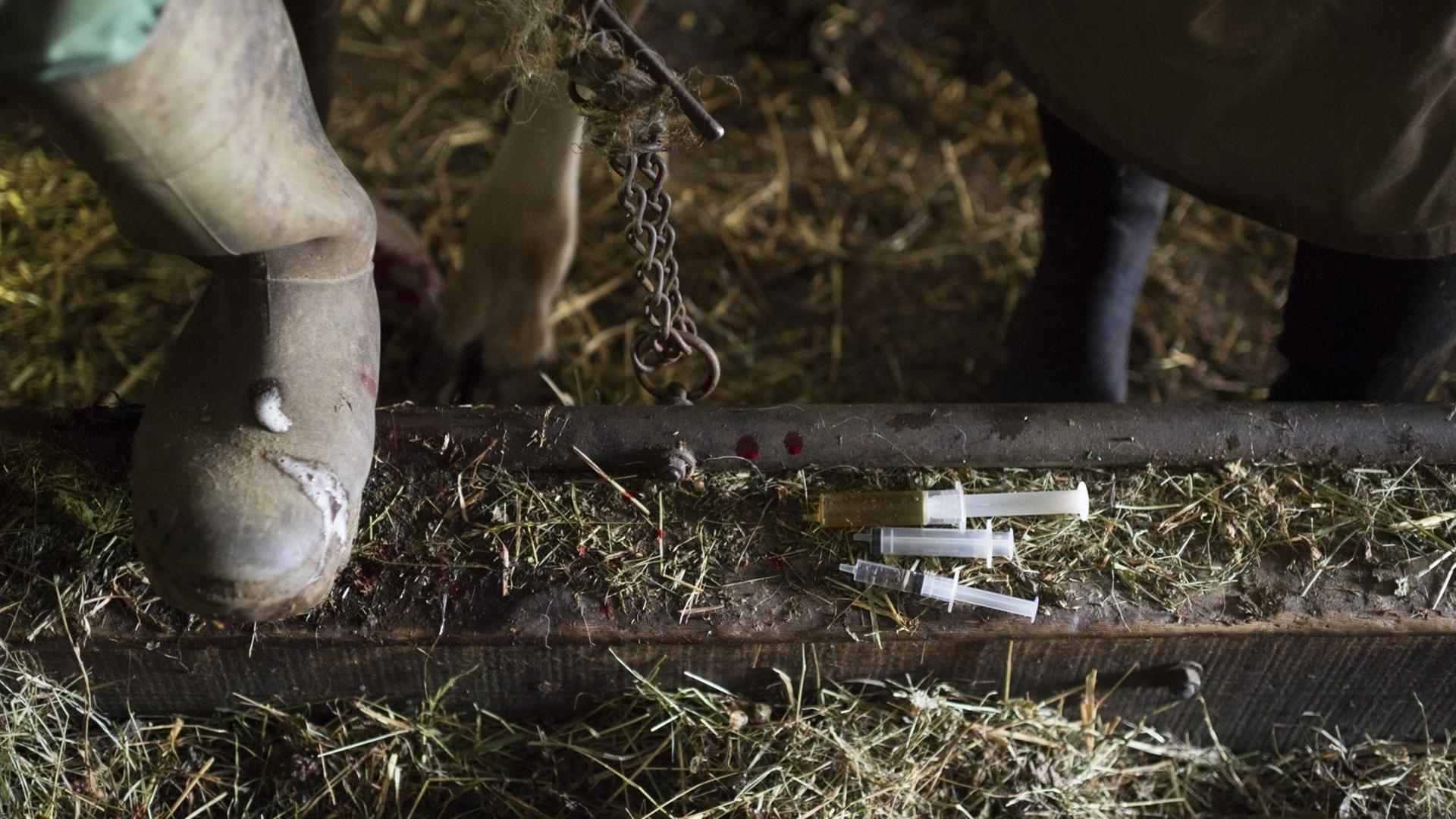Auf dem Boden eines Kuhstalls liegen Spritzen, die unter anderem mit Antibiotika gefüllt sind Auf dem Boden eines Kuhstalls liegen Spritzen, die unter anderem mit Antibiotika gefüllt sind