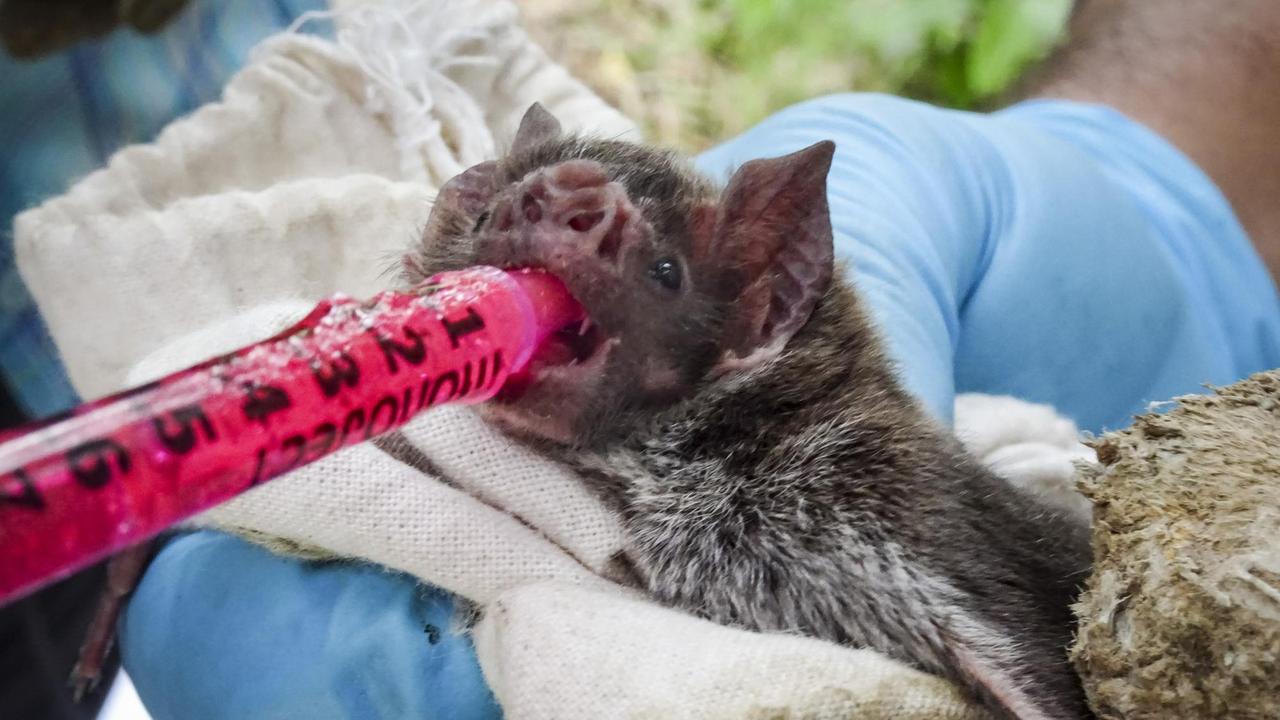 Wissenschaftler der Universitäten Michigan und Glasgow verabreichen einer Vampirfledermaus einen Farbstoff, um die Verbreitung von Gift- oder aber Impfsubstanzen durch Fellablecken in der Population zu überprüfen