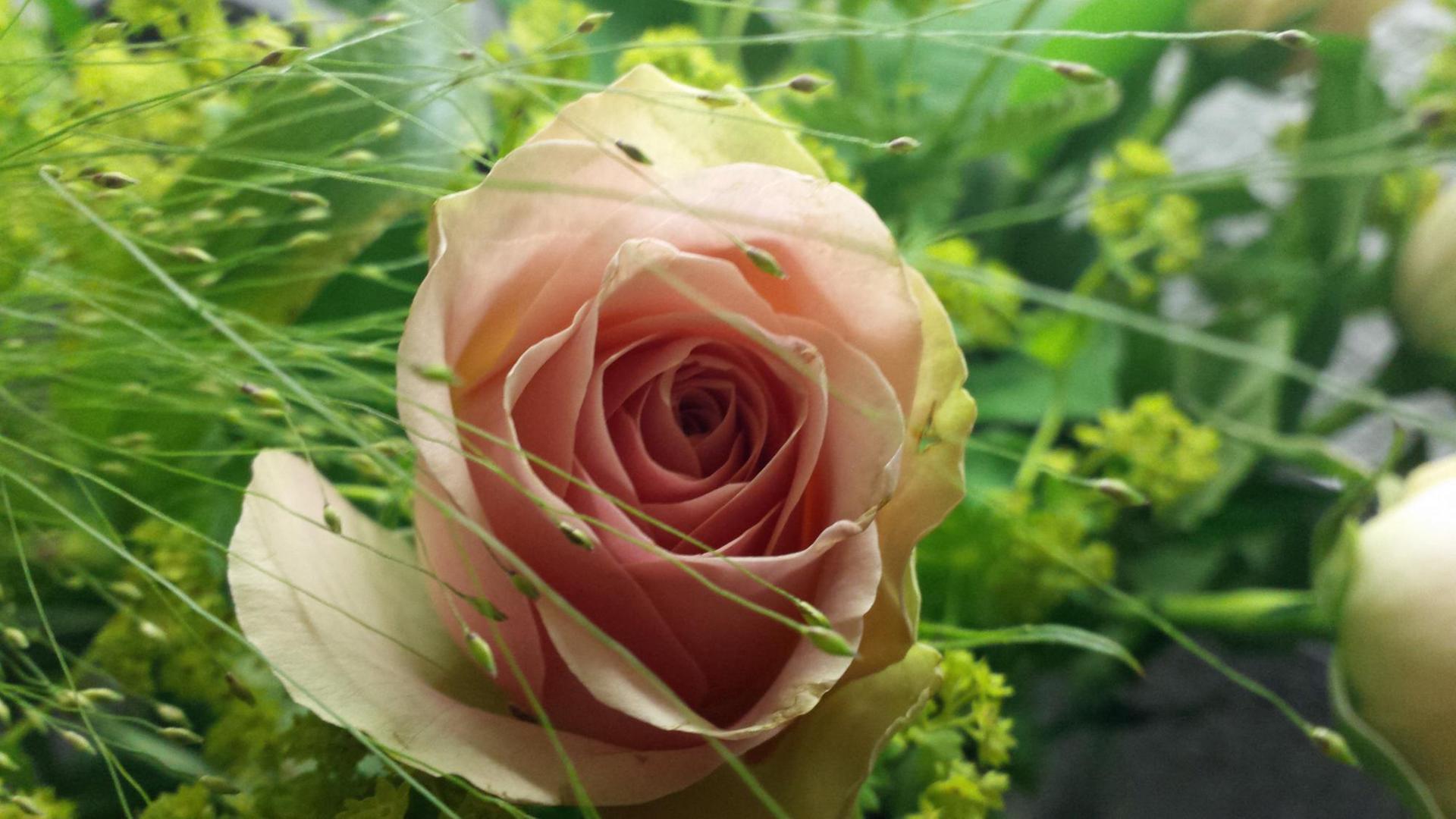 Eine rosafarbene Rose mit grünem Gras. Eine rosafarbene Rose mit grünem Gras.