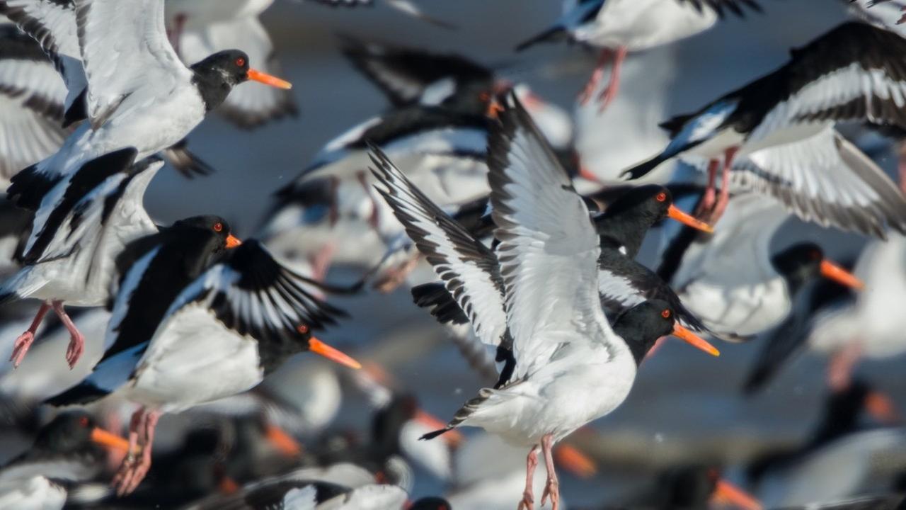 Vögel auf der Insel Föhr